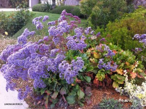 Limonium perezii